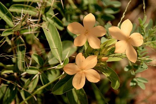 Barleria eranthemoides