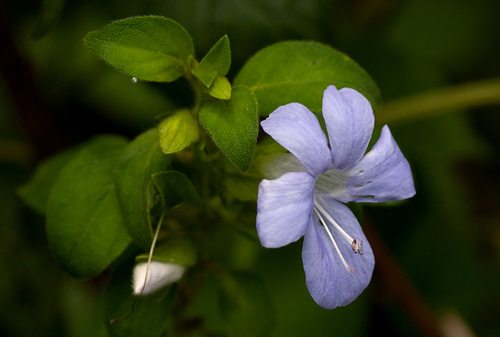 Barleria ventricosa — photo