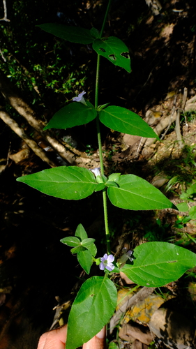 Barleria ventricosa — photo