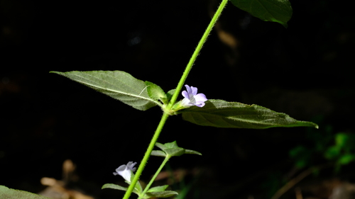 Barleria ventricosa