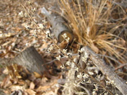 Barnardia japonica (Squill) — photo