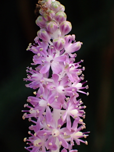 Barnardia japonica