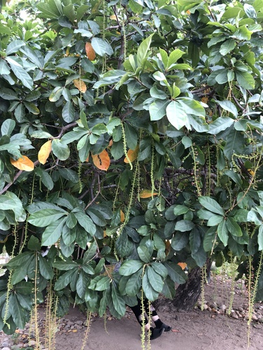 Barringtonia acutangula (Indian oak) — photo
