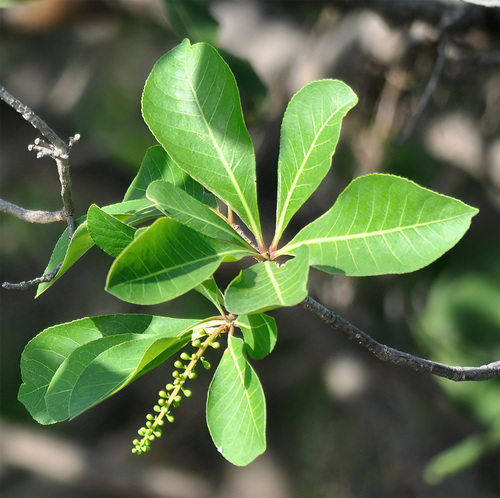 Barringtonia acutangula (Indian oak) — photo