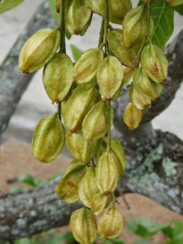 Lecythidaceae