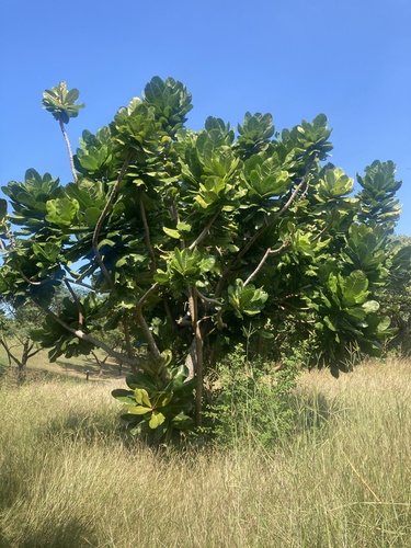 Barringtonia asiatica (Fish Killer tree) — photo