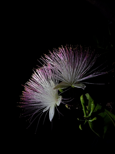 Barringtonia asiatica (Fish Killer tree) — photo