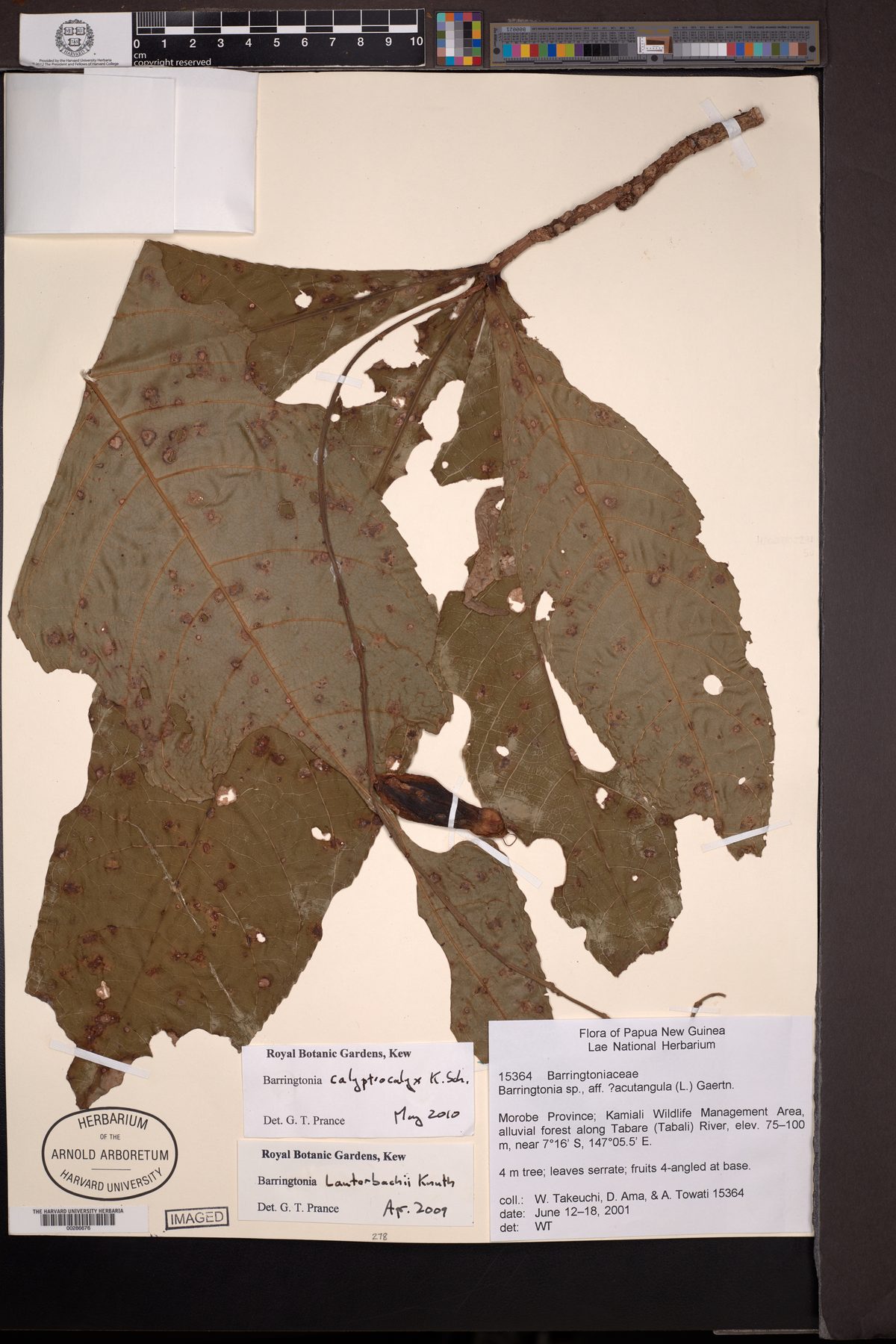 Barringtonia calyptrocalyx — photo