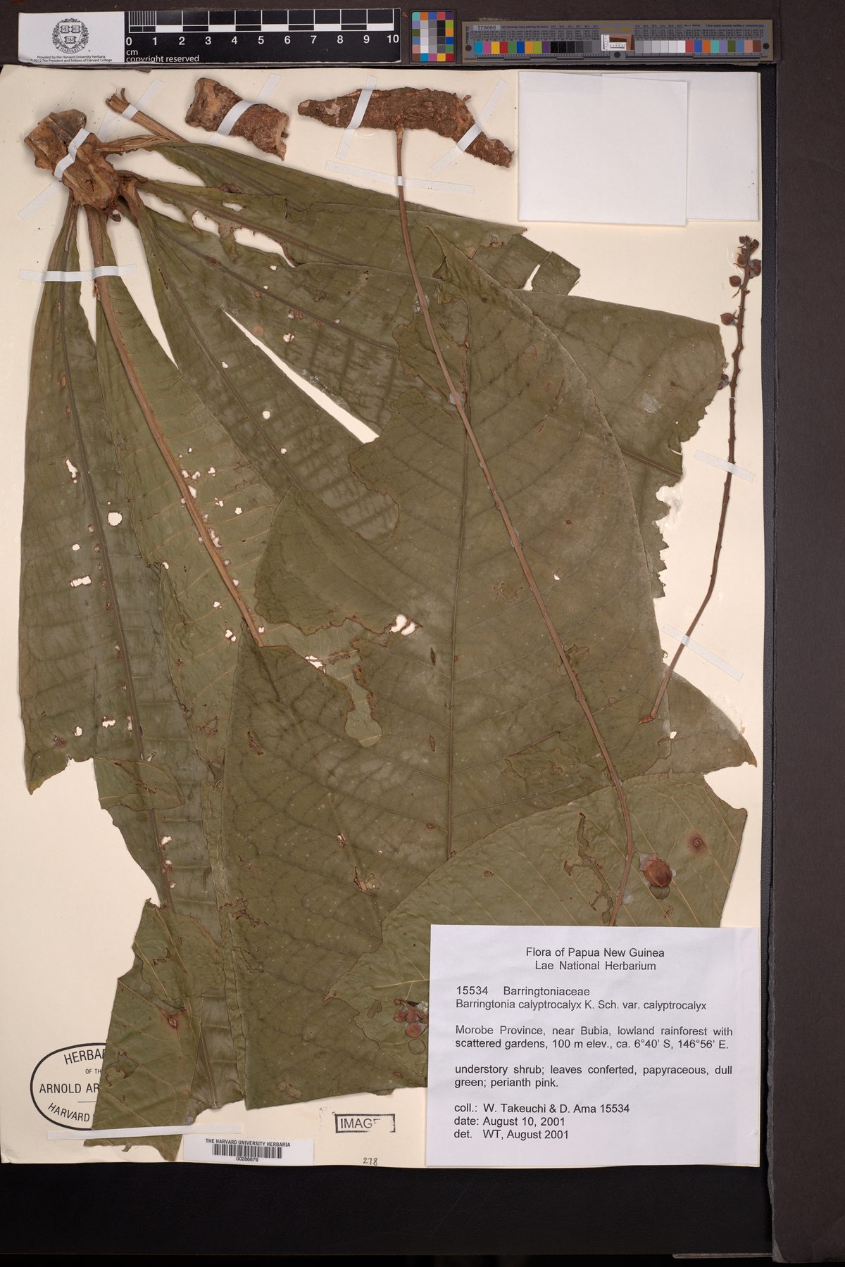Barringtonia calyptrocalyx — photo