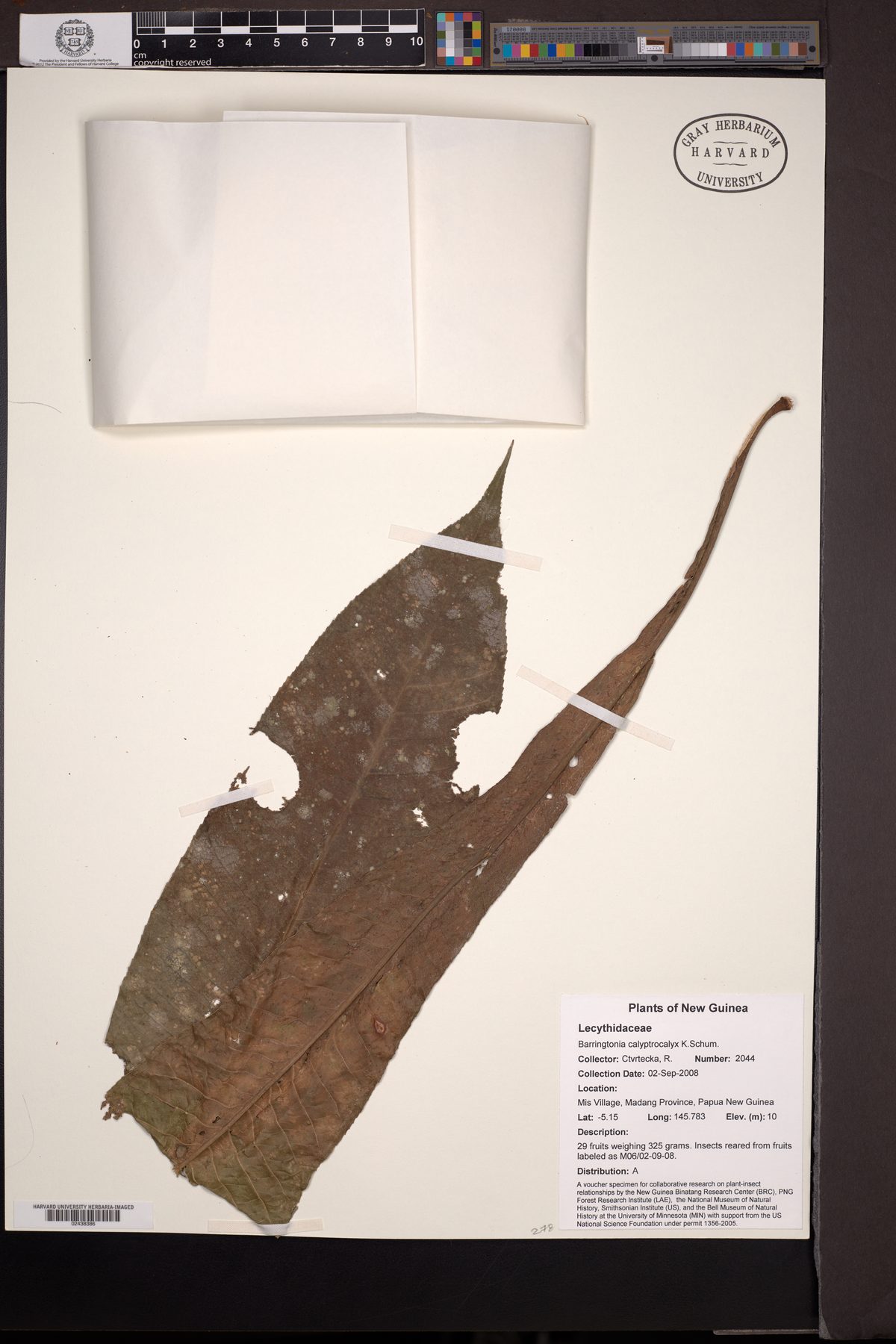 Barringtonia calyptrocalyx