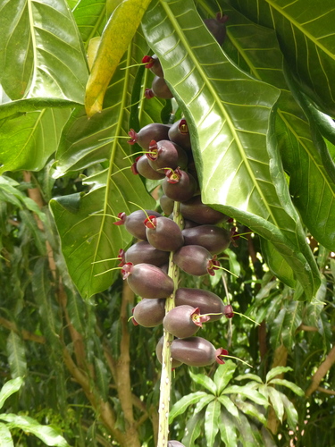 Barringtonia edulis (Vutu kana) — photo