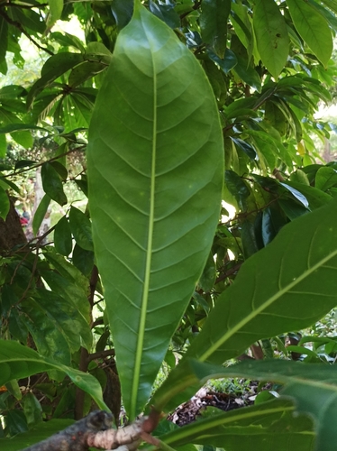 Barringtonia edulis (Vutu kana) — photo