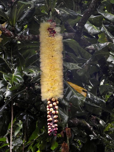 Barringtonia edulis