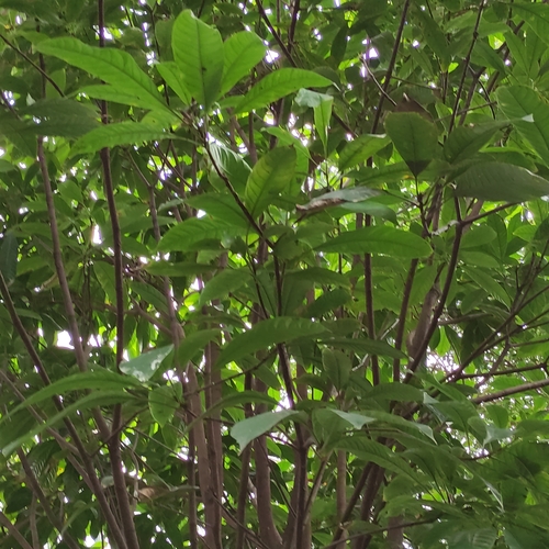 Barringtonia fusiformis (Putat padi) — photo