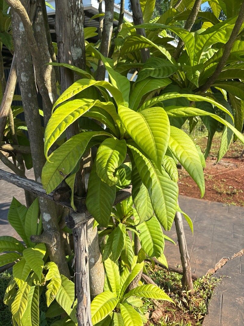 Barringtonia macrocarpa (Large-leaf putat tree) — photo