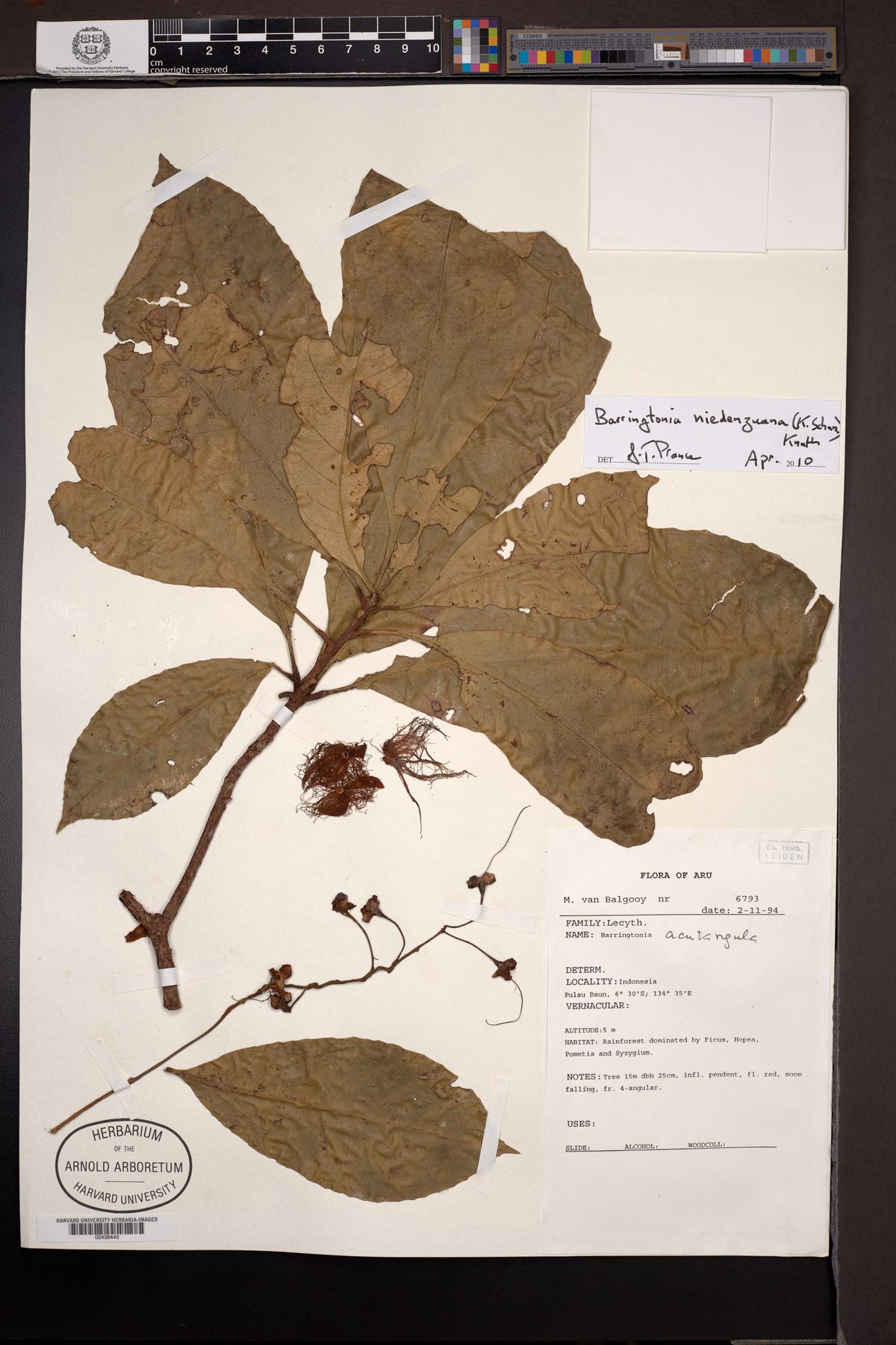 Barringtonia niedenzuana — photo