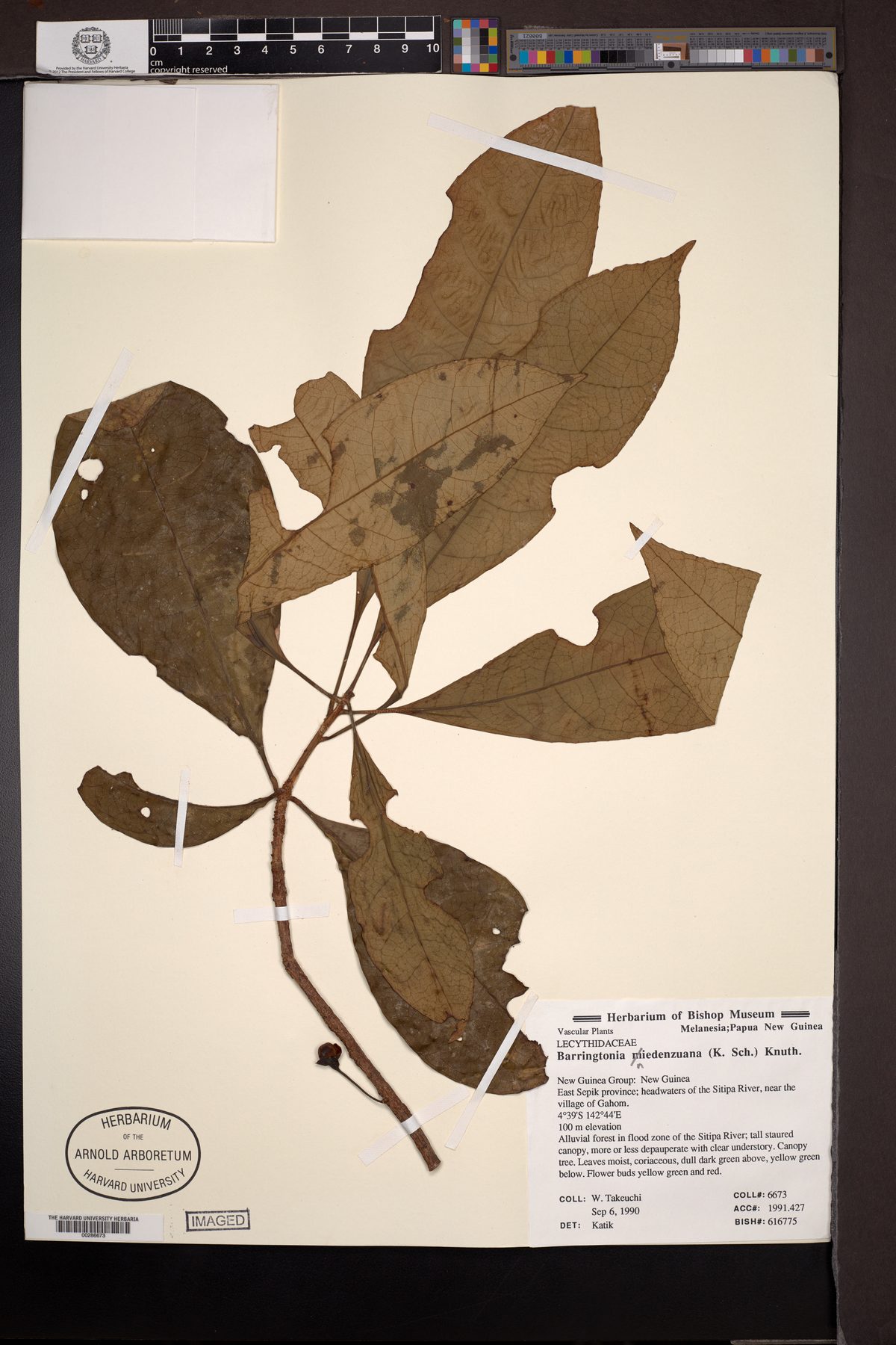 Barringtonia niedenzuana — photo