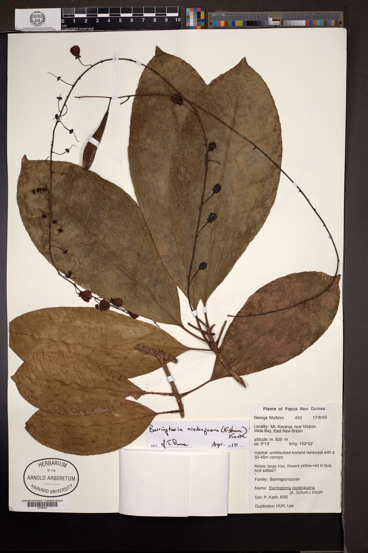 Barringtonia niedenzuana
