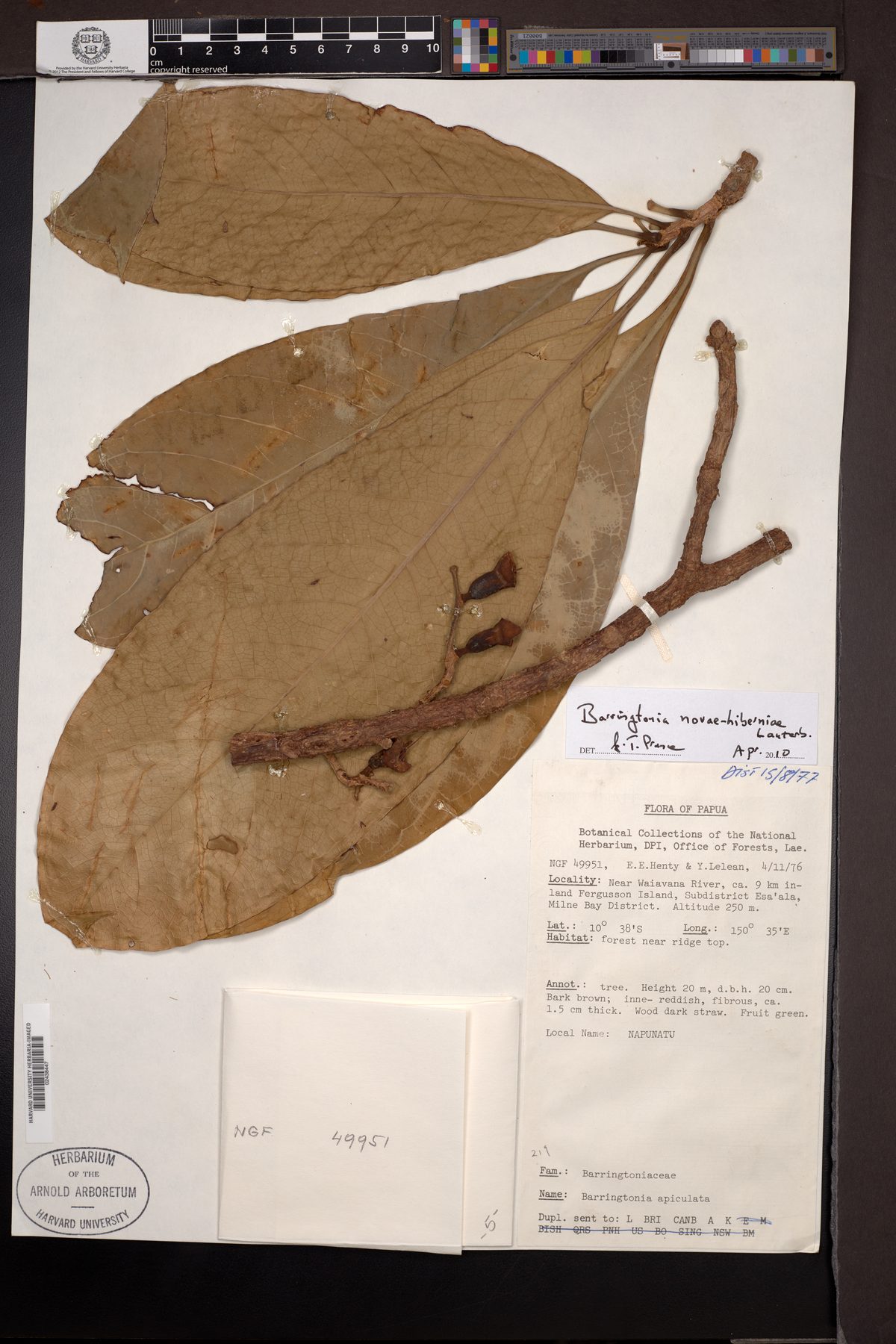 Barringtonia novae-hiberniae (Pao nuts) — photo