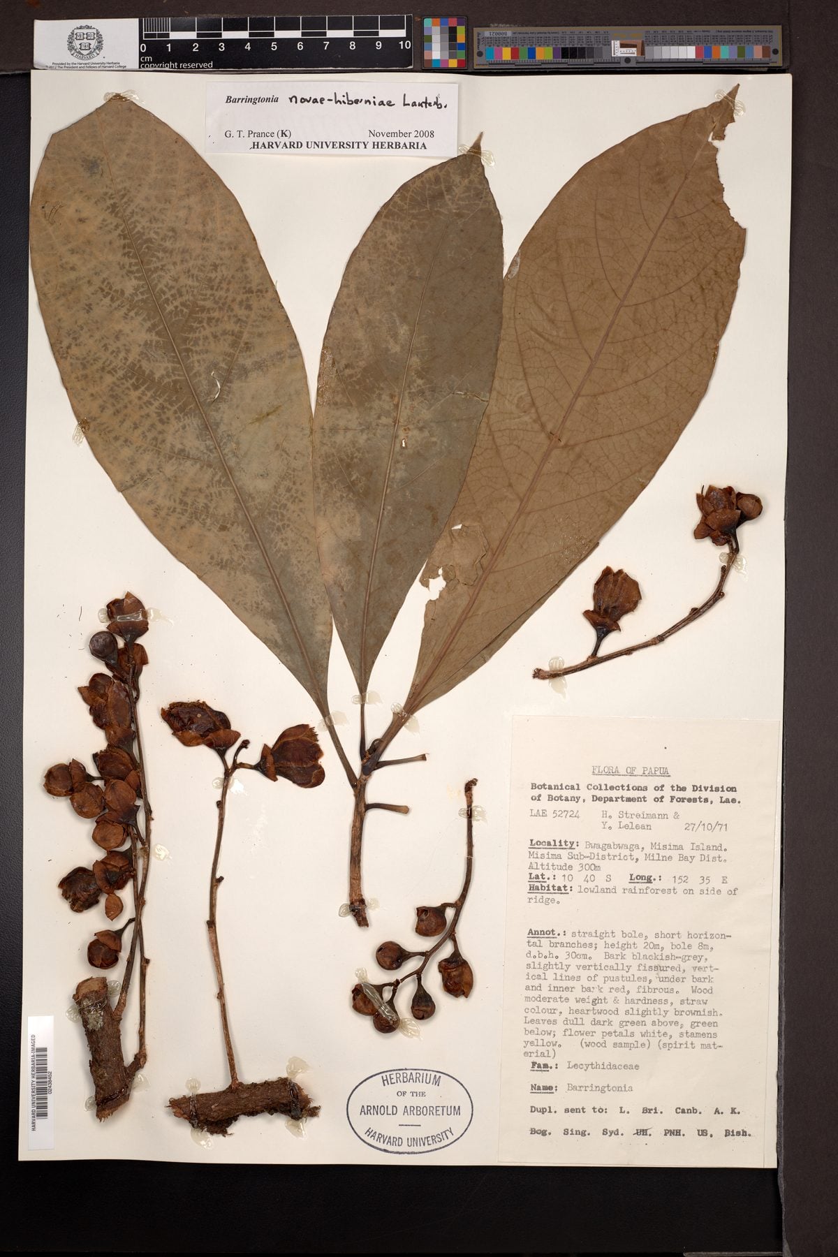 Barringtonia novae-hiberniae (Pao nuts) — photo
