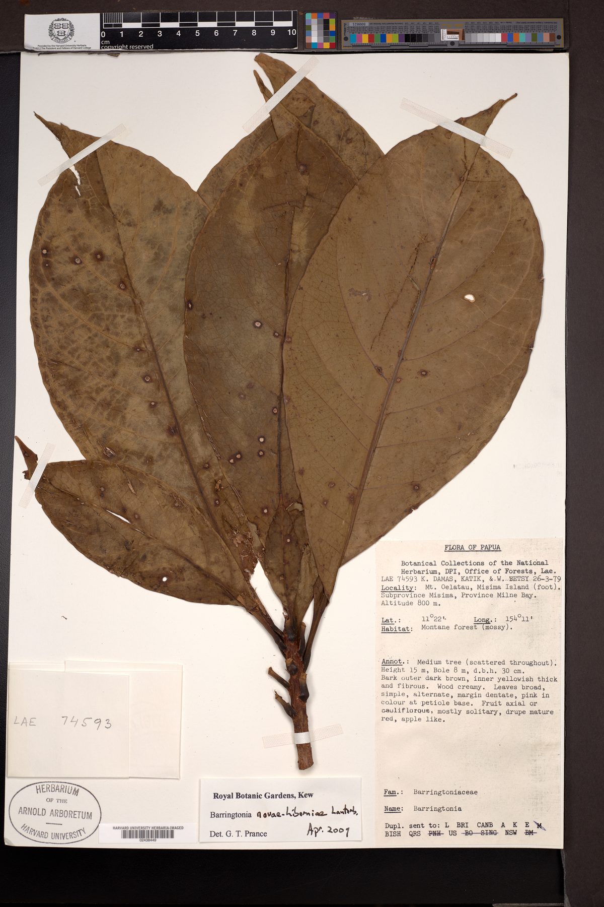 Barringtonia novae-hiberniae