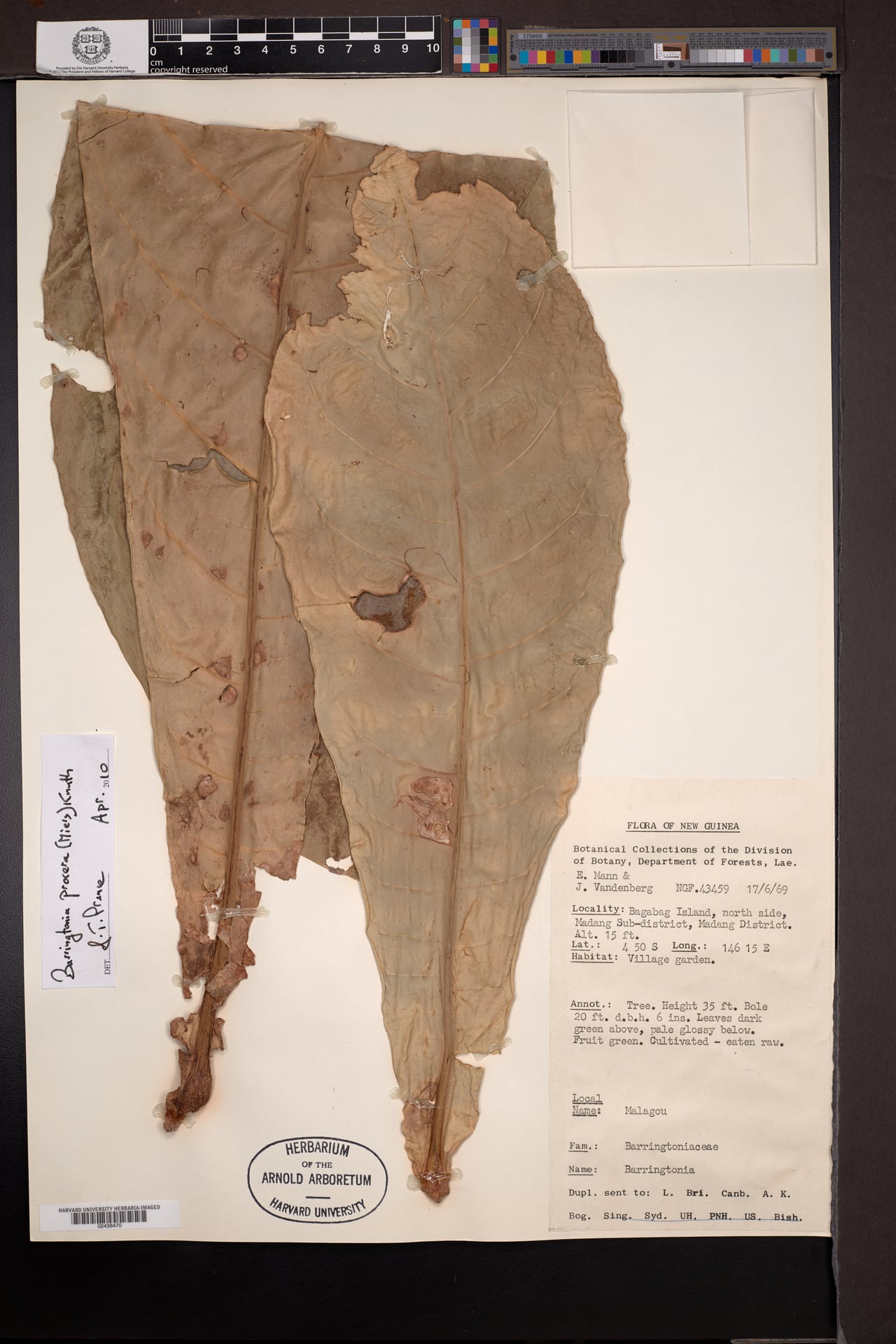 Barringtonia procera (Pao nuts) — photo