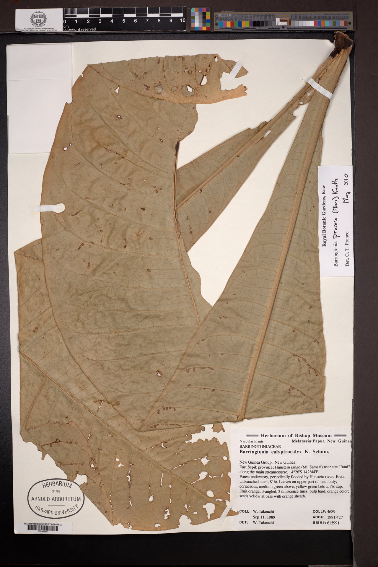 Barringtonia procera (Pao nuts) — photo