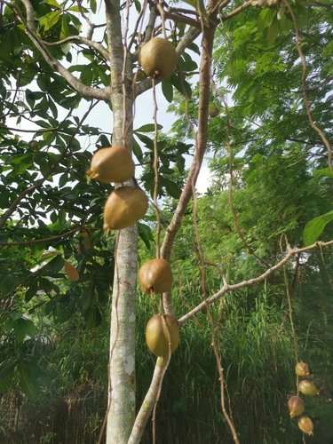 Barringtonia racemosa (Fish Poison Tree) — photo