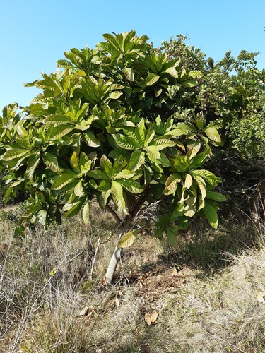 Barringtonia racemosa (Fish Poison Tree) — photo