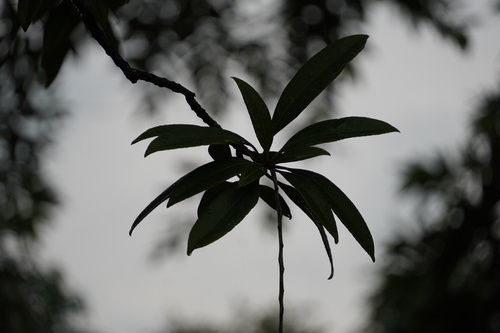 Barringtonia reticulata — photo