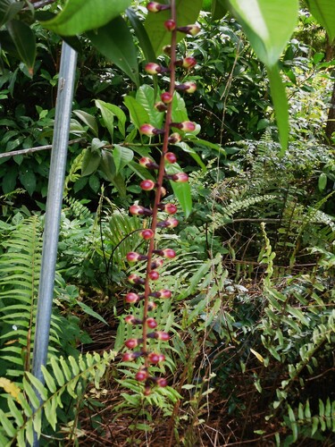 Barringtonia reticulata