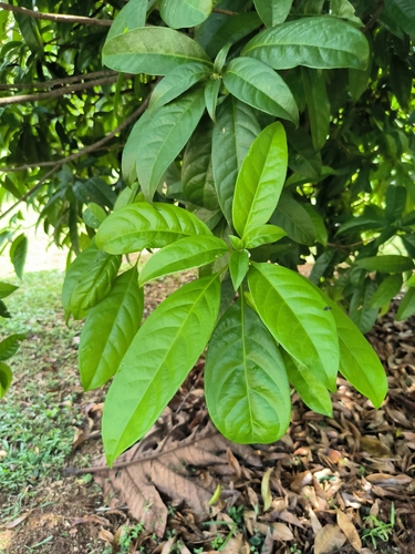 Barringtonia scortechinii (Putat gajah) — photo