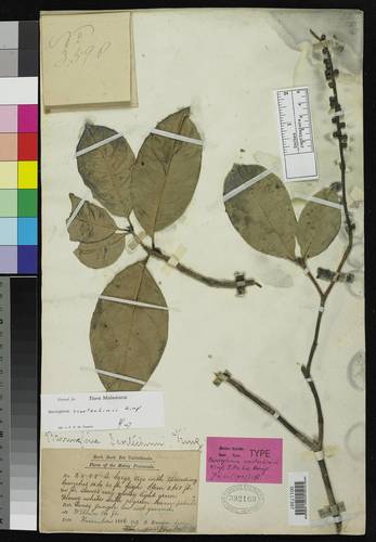Barringtonia scortechinii