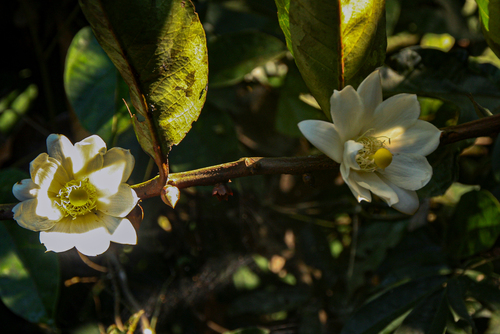 Barteria fistulosa — photo