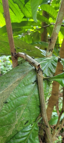 Barteria fistulosa — photo