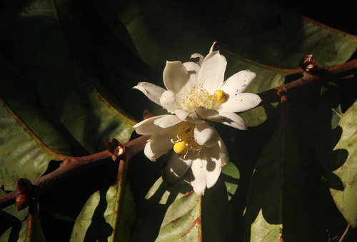 Barteria fistulosa