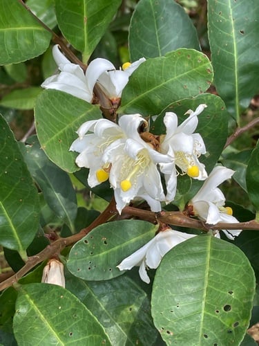 Barteria nigritana — photo
