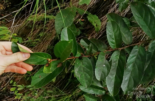 Barteria pubescens