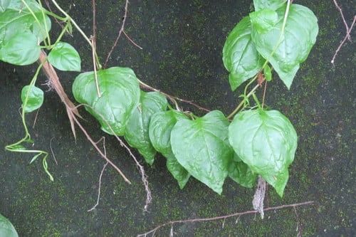 Basella alba (Indian spinach) — photo