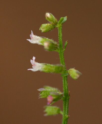 Basilicum polystachyon (Musk basil) — photo