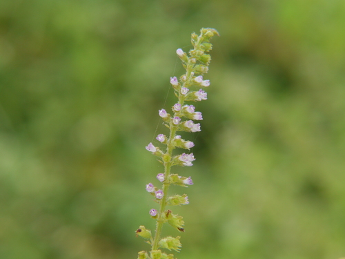 Basilicum polystachyon (Musk basil) — photo