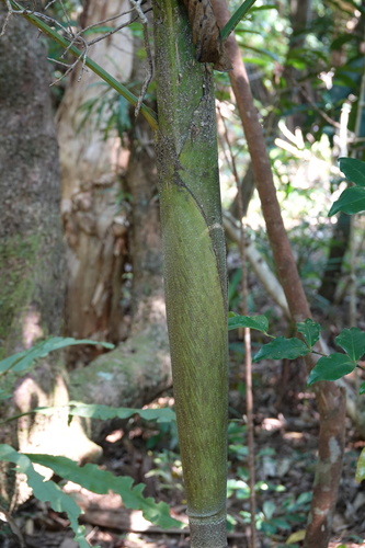 Basselinia glabrata — photo