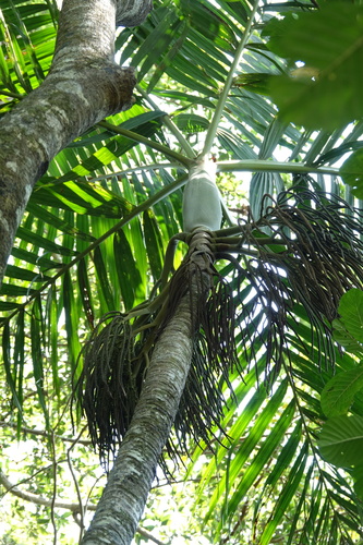 Basselinia glabrata