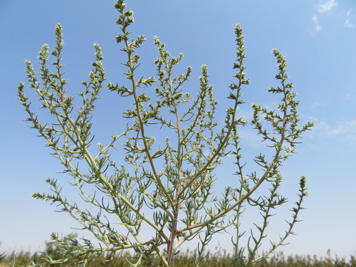 Bassia indica — photo