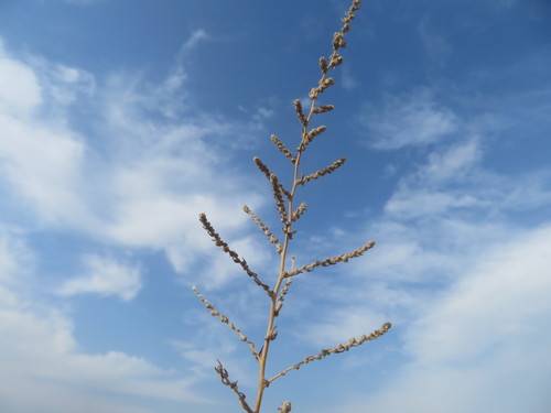 Bassia indica — photo