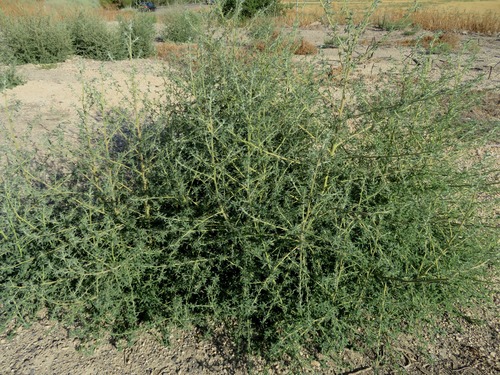 Bassia indica