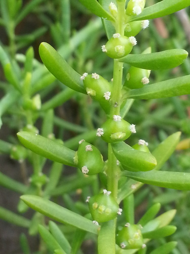 Batis maritima (Jamaica samphire) — photo