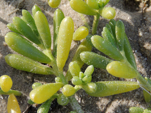 Batis maritima (Jamaica samphire) — photo