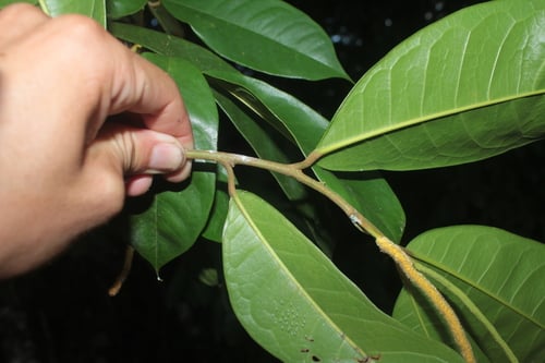 Batocarpus orinocensis (Orinoco batocarpus) — photo