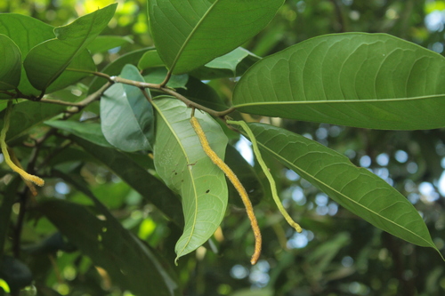 Batocarpus orinocensis